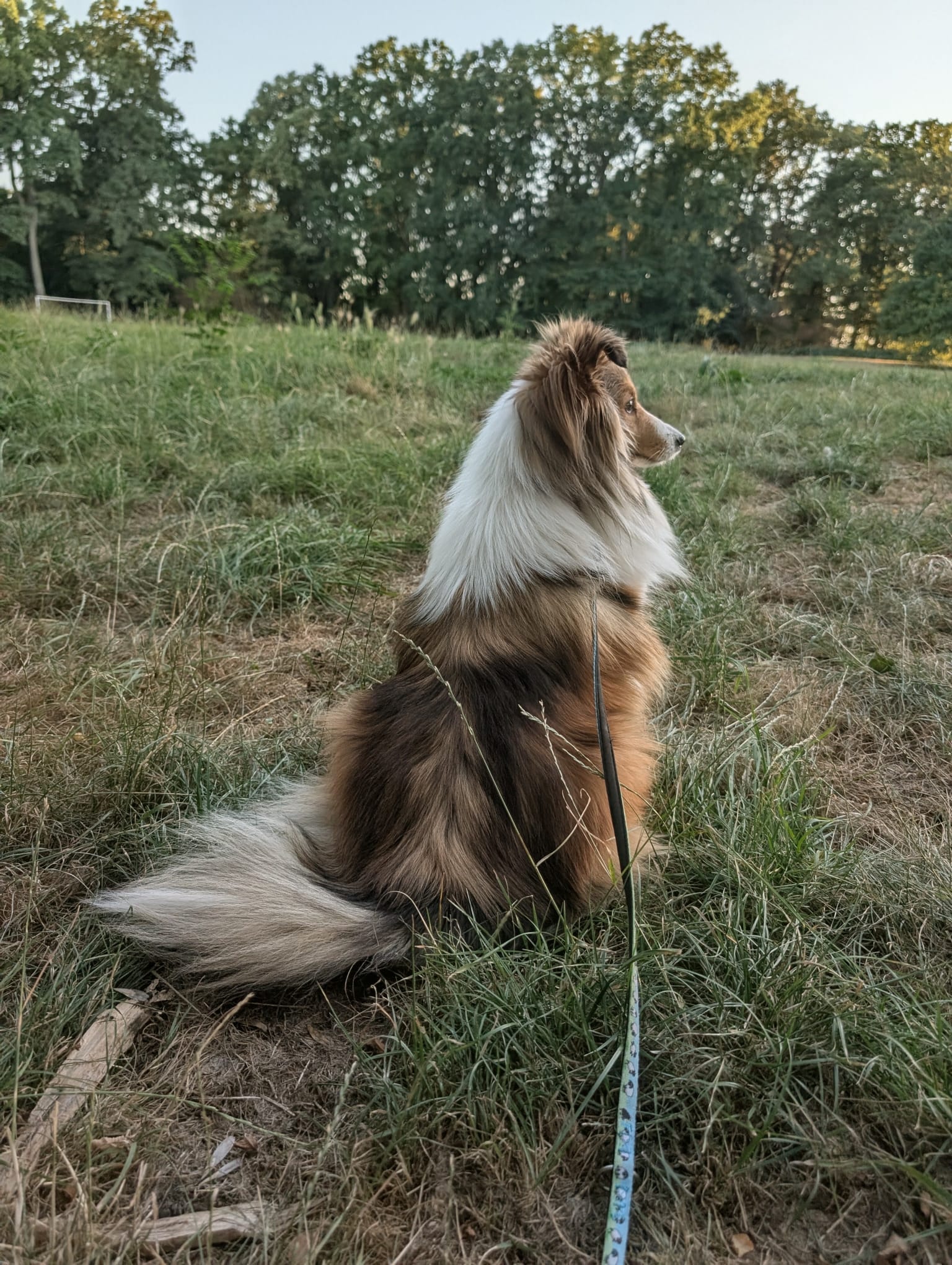 Sheltie Pepper blickt erwartungsvoll über die Hundewiese