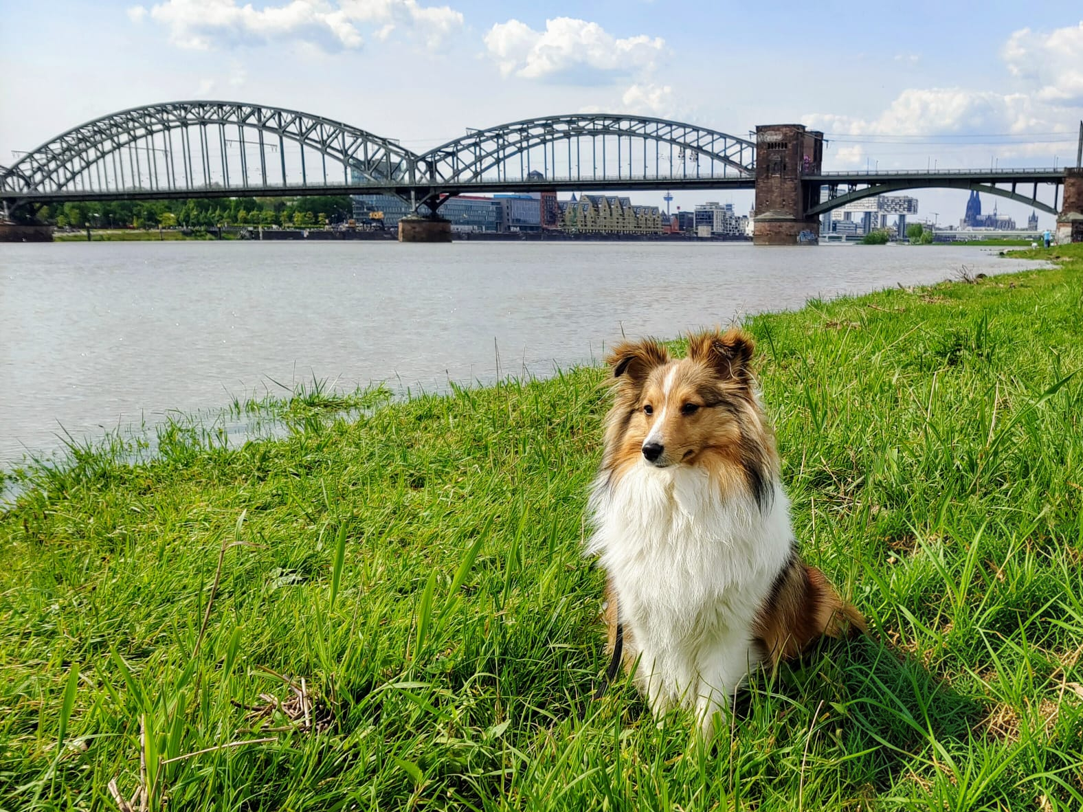 Sheltie Pepper in Köln auf den Poller Wiesen