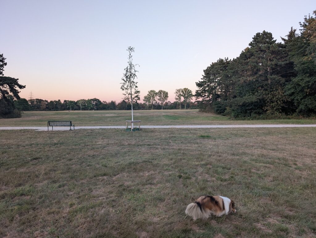 Weg mit Sitzbank an der Hundefreilauffläche 83 in der Merheimer Heide