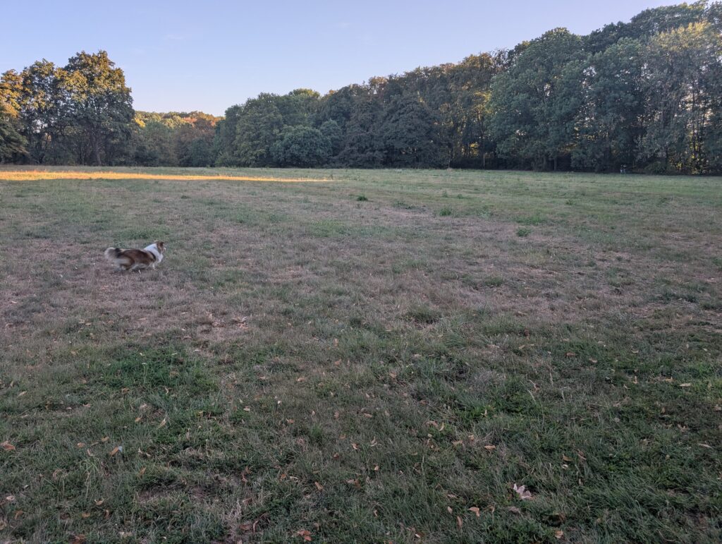 Hund auf der großen offenen Hundefreilauffläche 74 in der Merheimer Heide