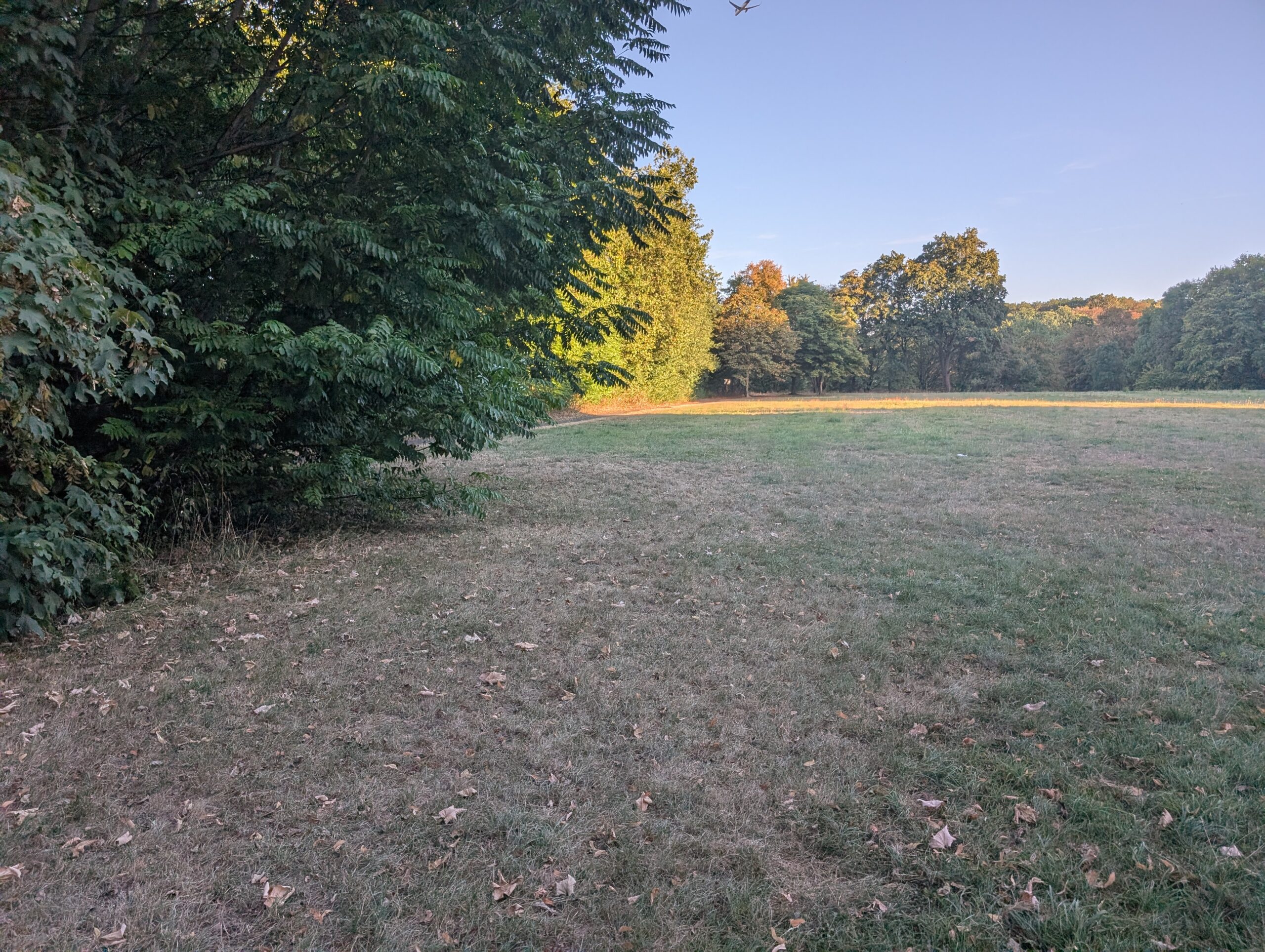 Große Wiesenfläche mit dichtem Baumbestand am Rand der Hundefreilauffläche 74 in der Merheimer Heide