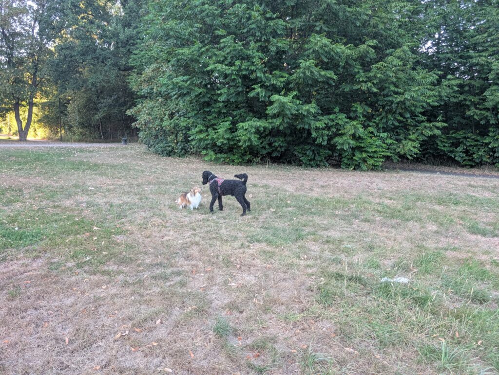 Zwei Hunde auf der Hundefreilauffläche 74 mit Blick Richtung Weggabelung in der Merheimer Heide