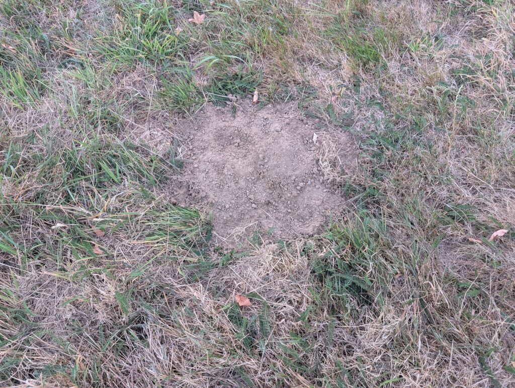 Erdhügel im Gras auf der Hundefreilauffläche 83 in der Merheimer Heide